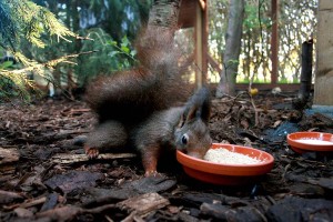 Rudi, seine Nüsschen und andere Eichhörnchen-Geschichten