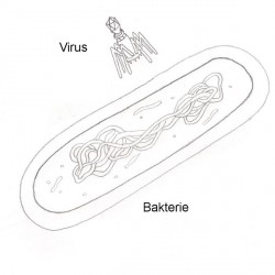 Virus und Bakterie im Größenvergleich. Eine Bakterie ist gerade einmal wenige Mikrometer groß. Zeichnung: Marc Patzwald