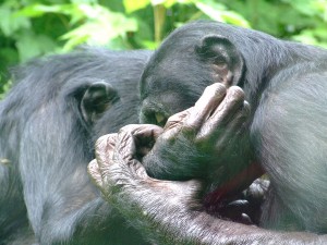 Bei den Schimpansen dient Sex als "soziales Werkzeug". Foto: ‚© Siegfried Bellach / PIXELIO'