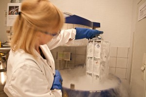 Kathi Teßmann holt die in Halmen eingefrorenen Ejakulate aus dem Kryobehälter. Foto: Christina Trelle