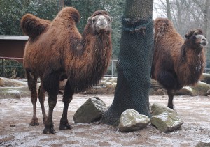 Kamele legen sich im Winter einen dicken Pelz zu. Foto: Julia Knübel