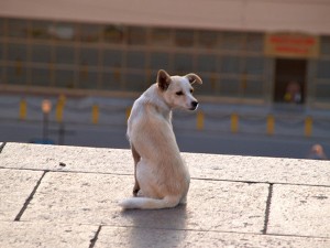 Für die Fußball-EM will die Ukraine das Tollwutrisiko minimieren und die Straßen von streunenden Hunden "säubern". Foto: flickr/Dave Proffer