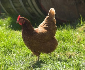 "Legehennen legen über 300 Eier im Jahr - viel mehr geht rein biologisch nicht mehr" Foto: flickr.com/jornijorni