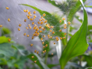 Schonmal gesehen, dass Spinnen sich ein Netz teilen? Viele Spinnen sind Einzelgänger und Kannibalen. Foto: flickr/weisserstier