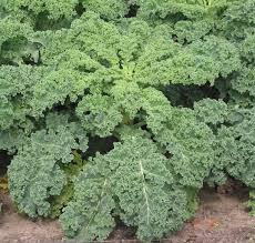 Grünkohl heißt jetzt Kale und kommt in den Smoothie statt in den Eintopf. (Source: wikimediacommons)